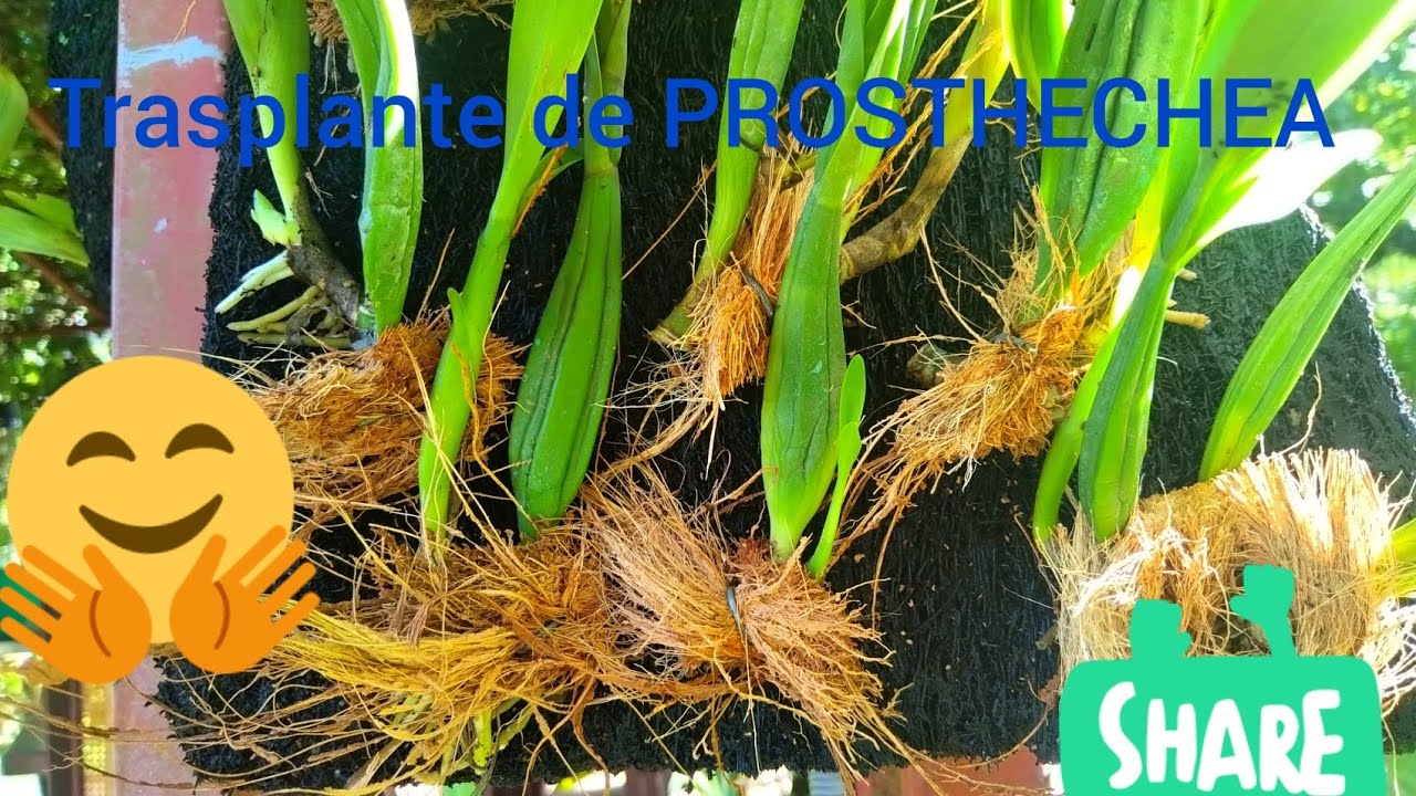 COMO DIVIDIR  ORQUÍDEA PROSTHECHEA FRAGANCIA?