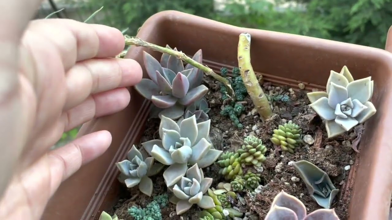 Saksılardan söküm yapıyorum ✅sukulentler nerde olacak