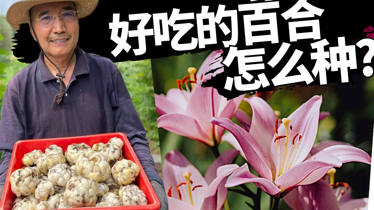 百合怎么种 - 百合不仅花好看，它的根好吃又有营养，大家赶快跟我一起种