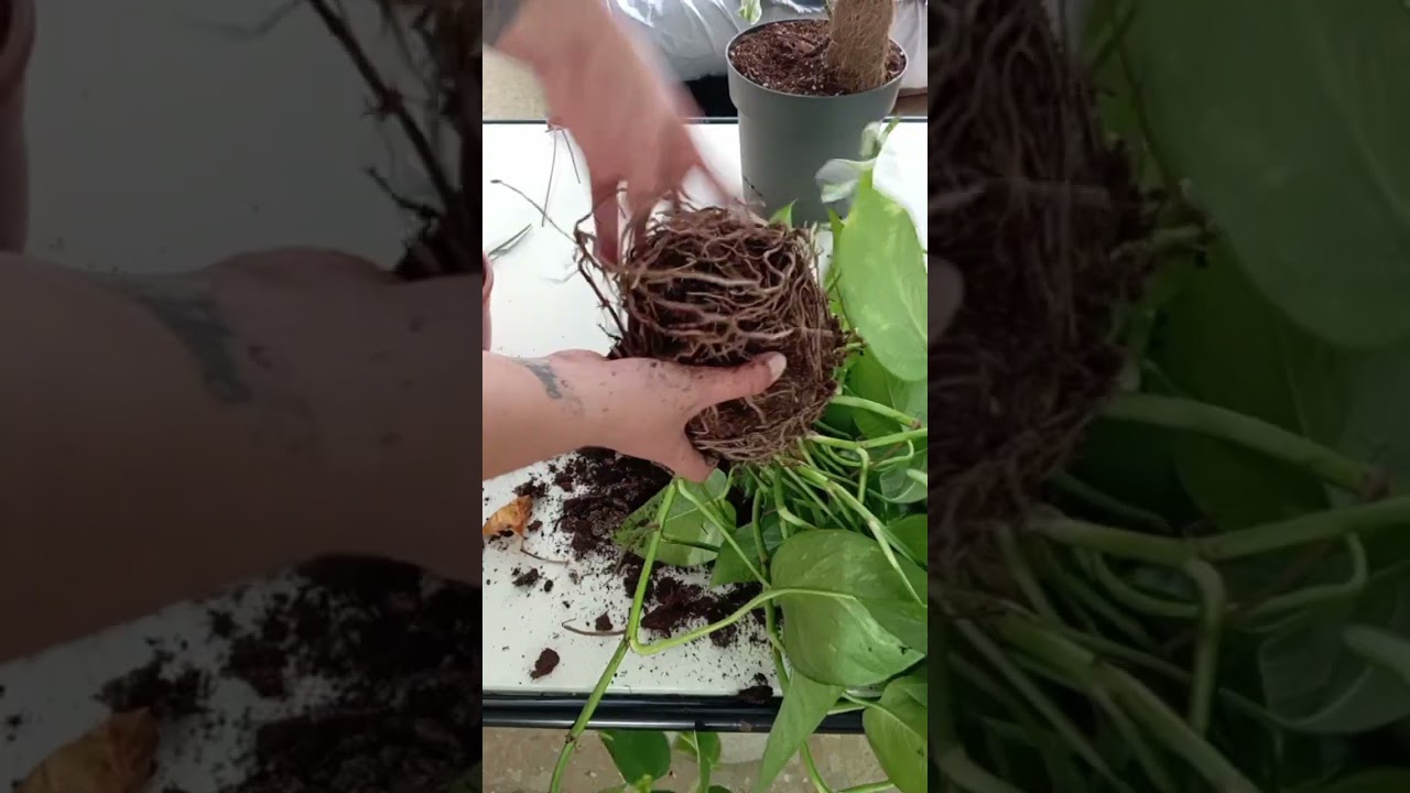 como transplantar un pothos #parati #plants #jardineria