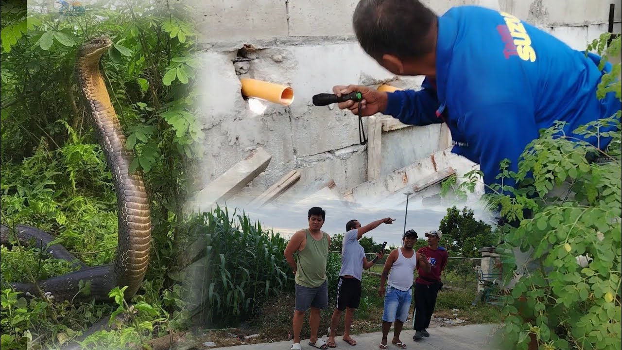 Makamandag na ahas sumiksik sa pvc hanggang sa maka pasok sa loob ng bahay