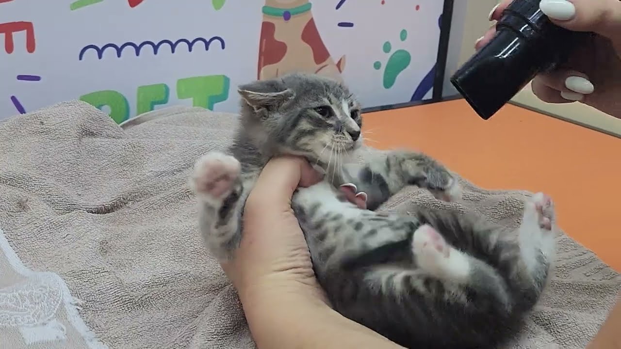 Подобрали котенка с улицы что делать?