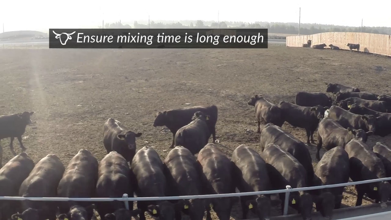 Livestock Handling Series (Feedlot part 1) - Feeding Operations