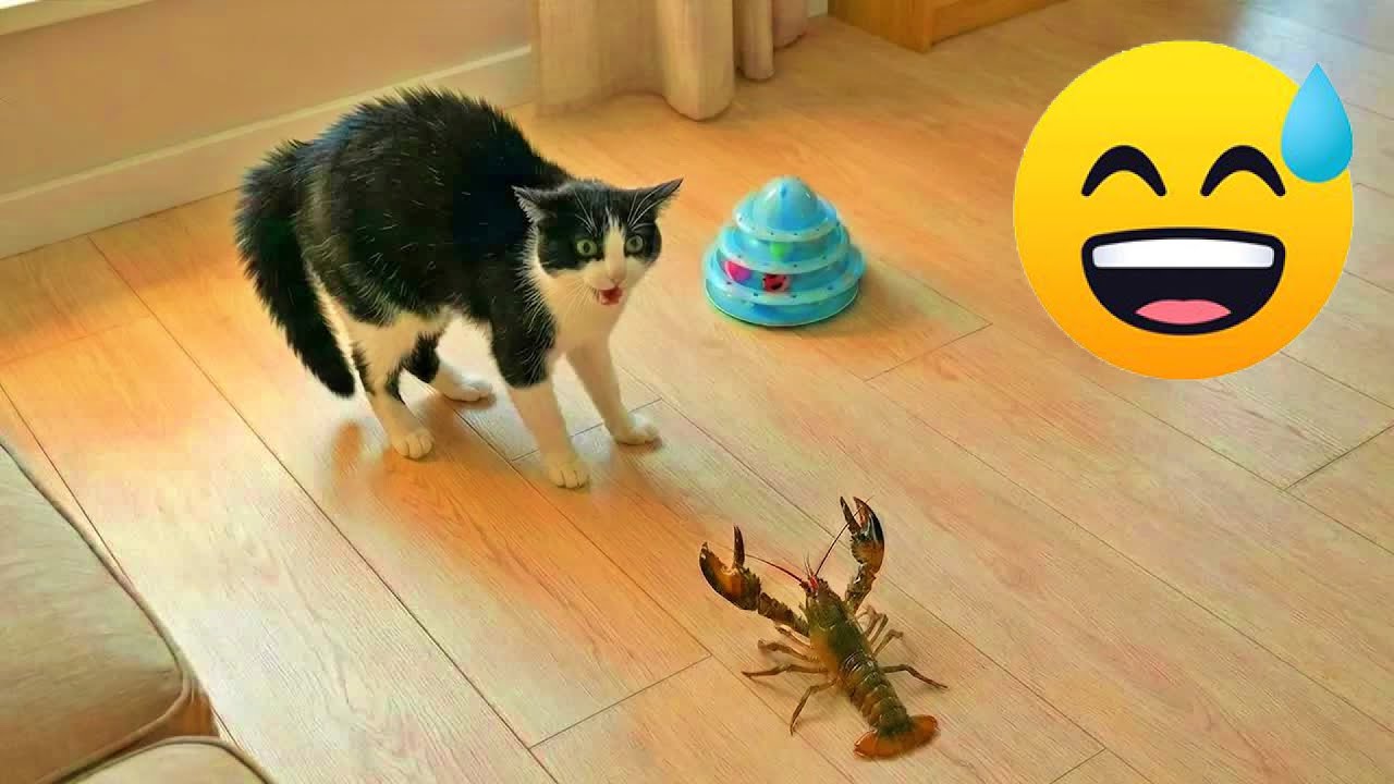 The Animal Hall of Fame🤩 Best Chaos Moments of 2026😼