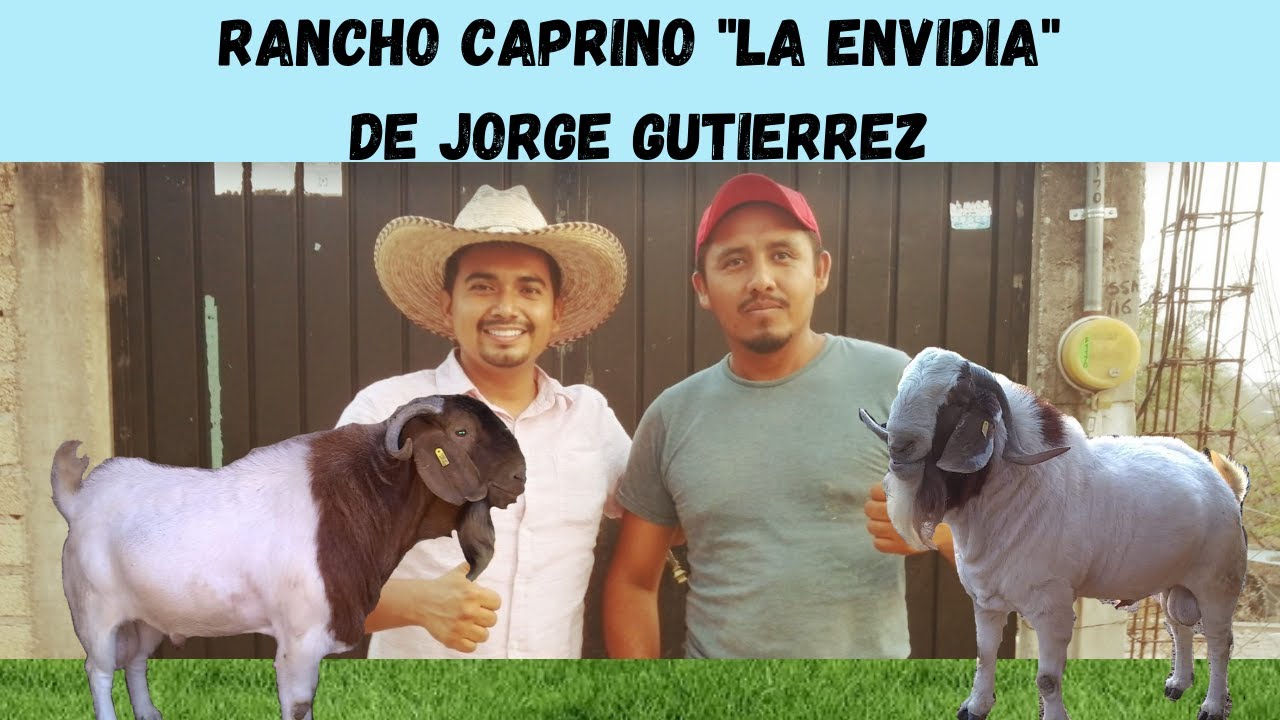 CABRAS BOER-RANCHO CAPRINO 