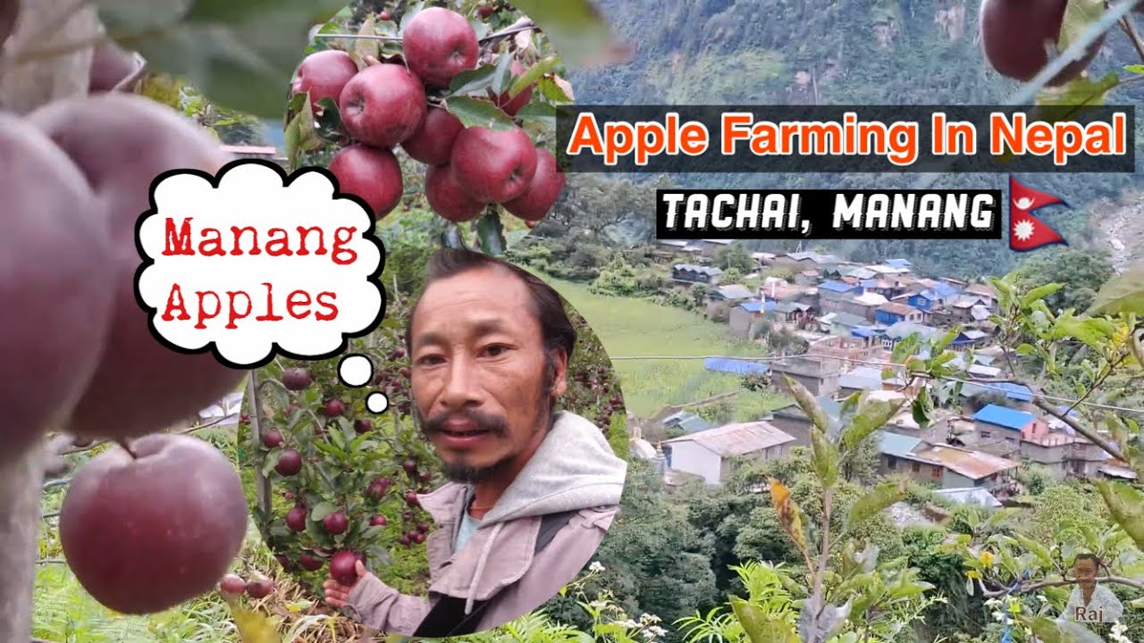 Apple Farming & Tachai Village, Manang 🇳🇵