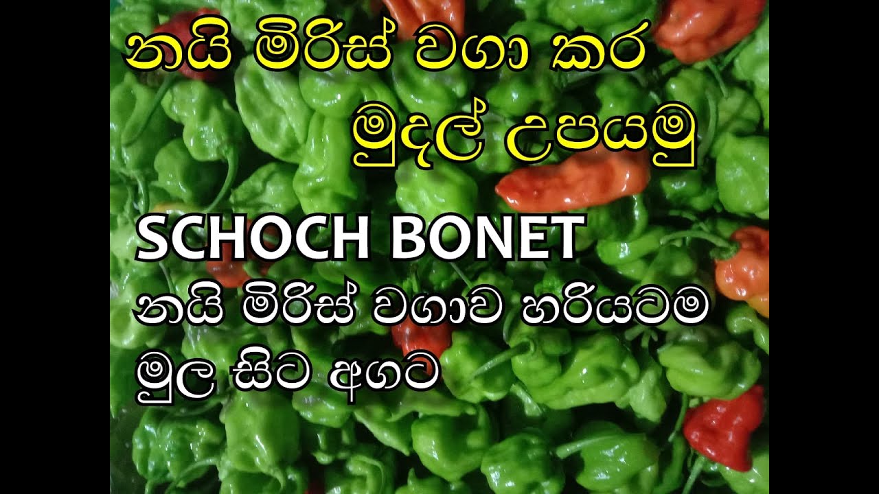 Schoch Bonet // ස්කොච් බෙනට් නයි මිරිස් වගාව මුල සිට අගට හරියටම වගා කරමු Episode 01.