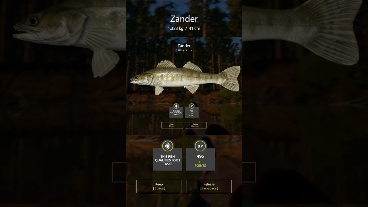 #russianfishing4  #zander #rf4  #fishing #bigfish #rf4spots