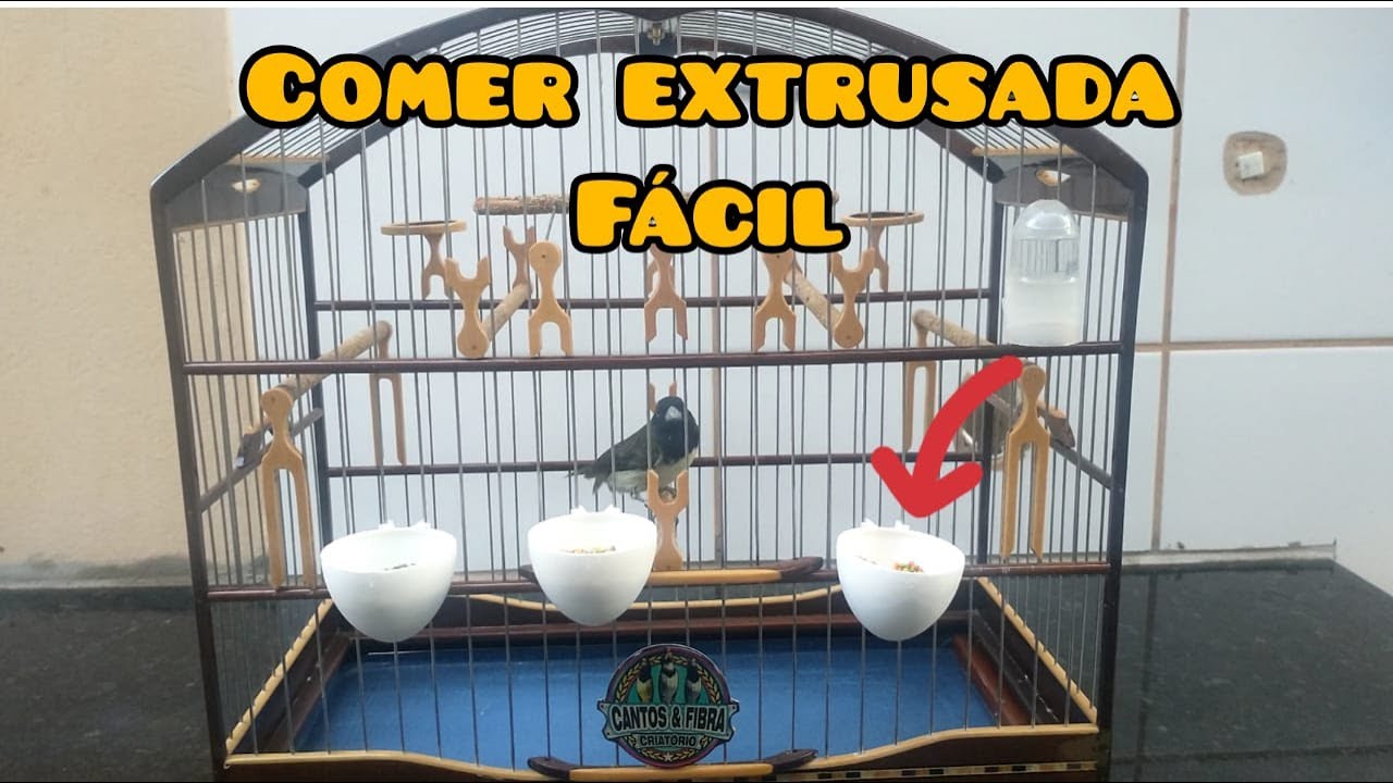 como fazer seu coleiro comer extrusada de forma prática e facil