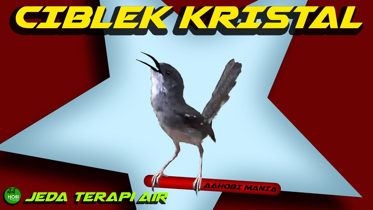 MASTER CIBLEK KRISTAL Jeda Terapi Air AMPUH