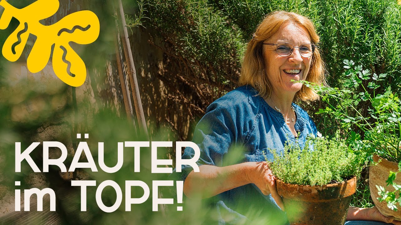 Kräuter erfolgreich im Topf anbauen: Einfache Anleitung! 🪴😍