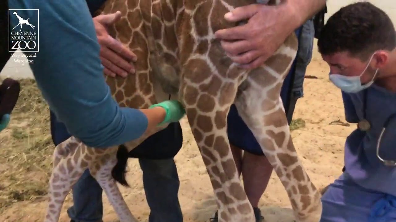 Bailey's Baby Girl Giraffe Calf Update: A Quick Exam with Dr. Liza