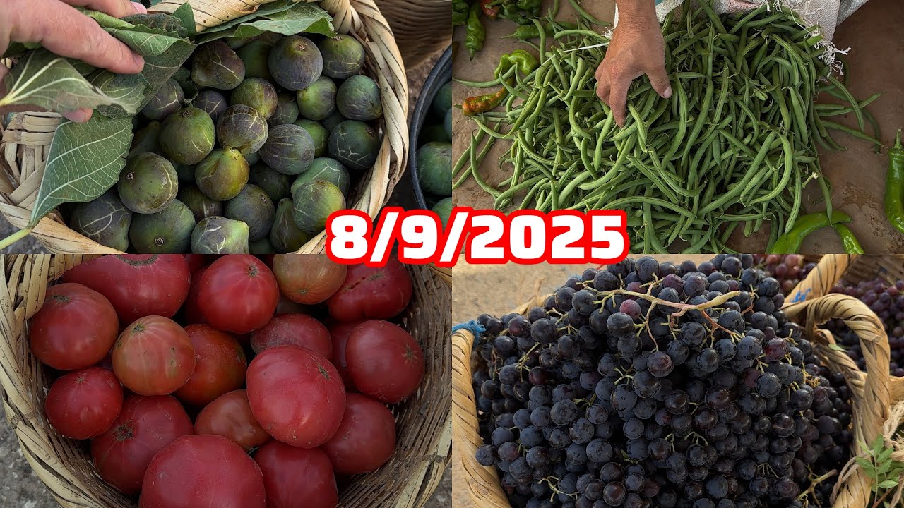 جولة في سوق الأسبوعي راثنين أيت حذيفة 8/9/2025 إقليم الحسيمة 