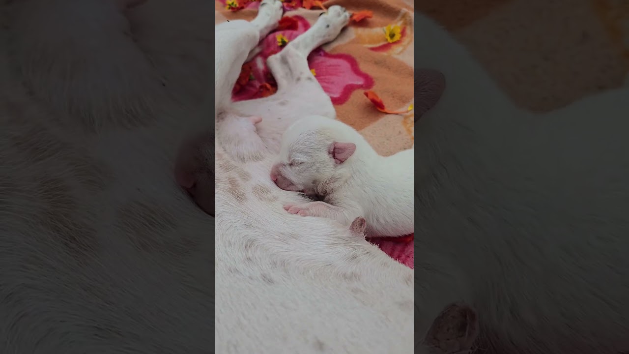 This puppy with a flower in its ear just reset my mood 🌸✨