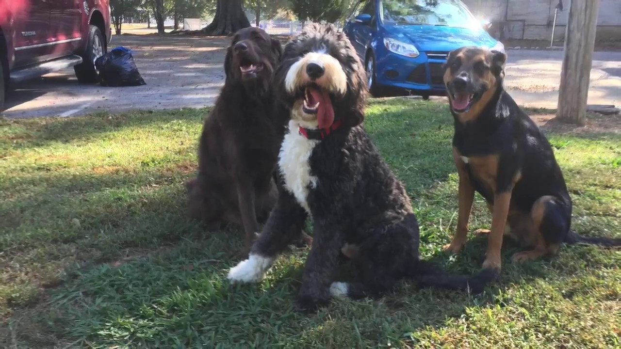 1 Year Old Bernedoodle 