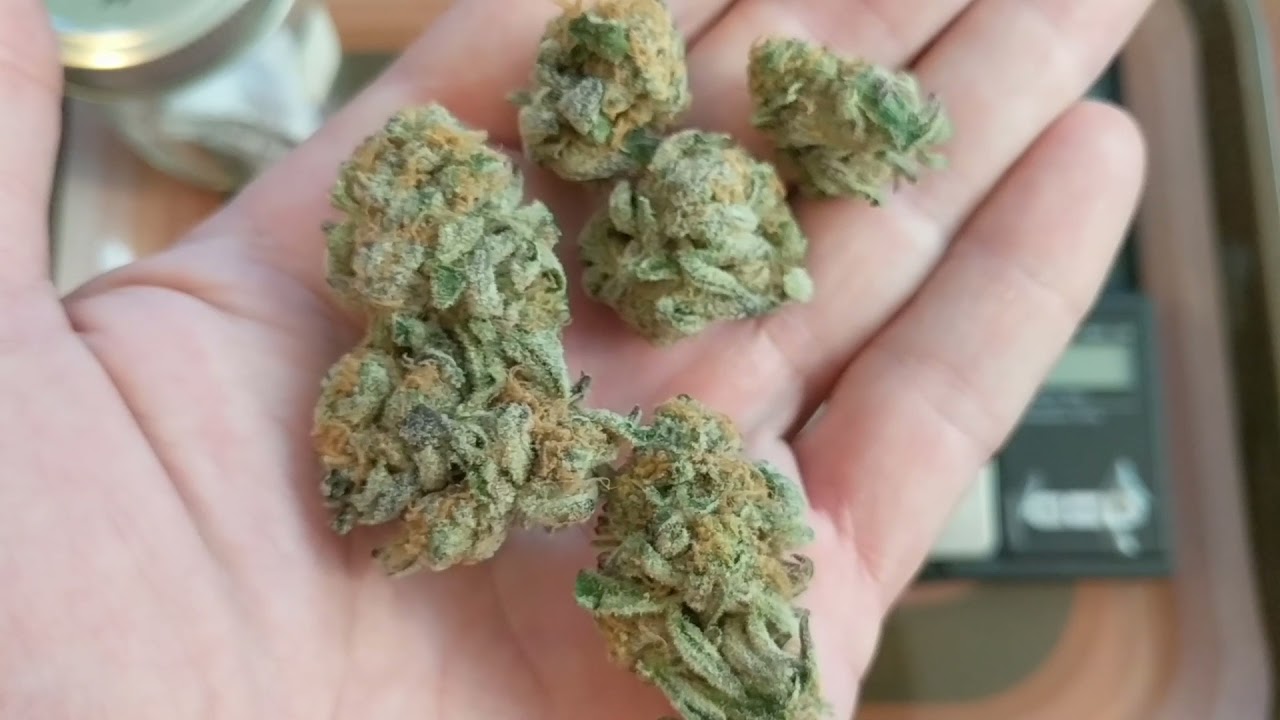 Ginger Snap 18% Harvest 