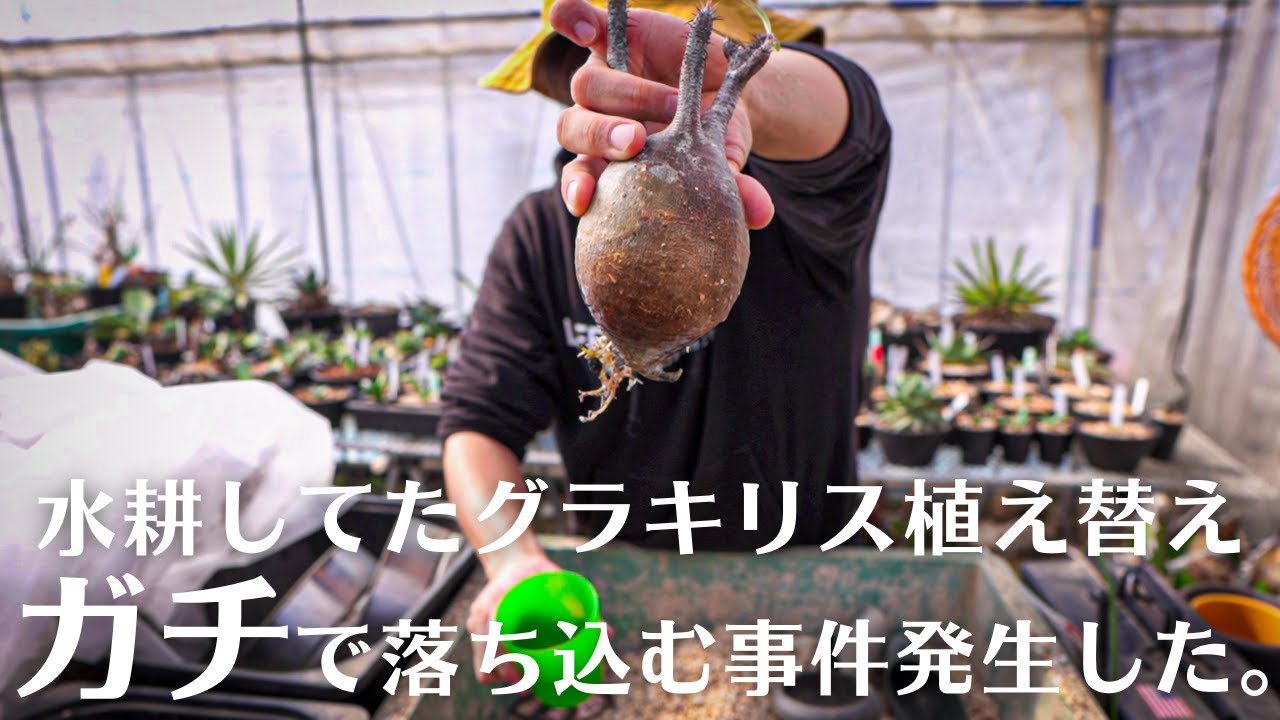 【しわって水耕したグラキリス植え替え】真剣に植え替えもまさかの大事件