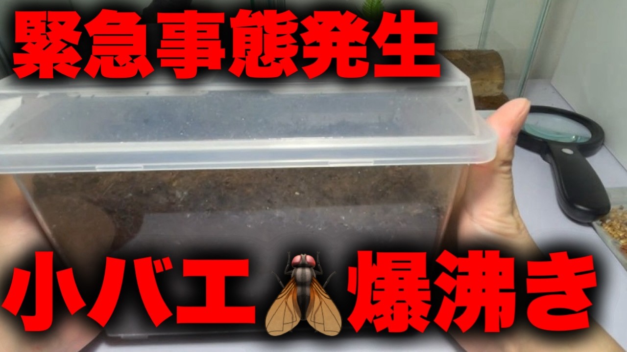 緊急事態！コバエ爆湧きしたからとあることを試してみた！【クワカブ】