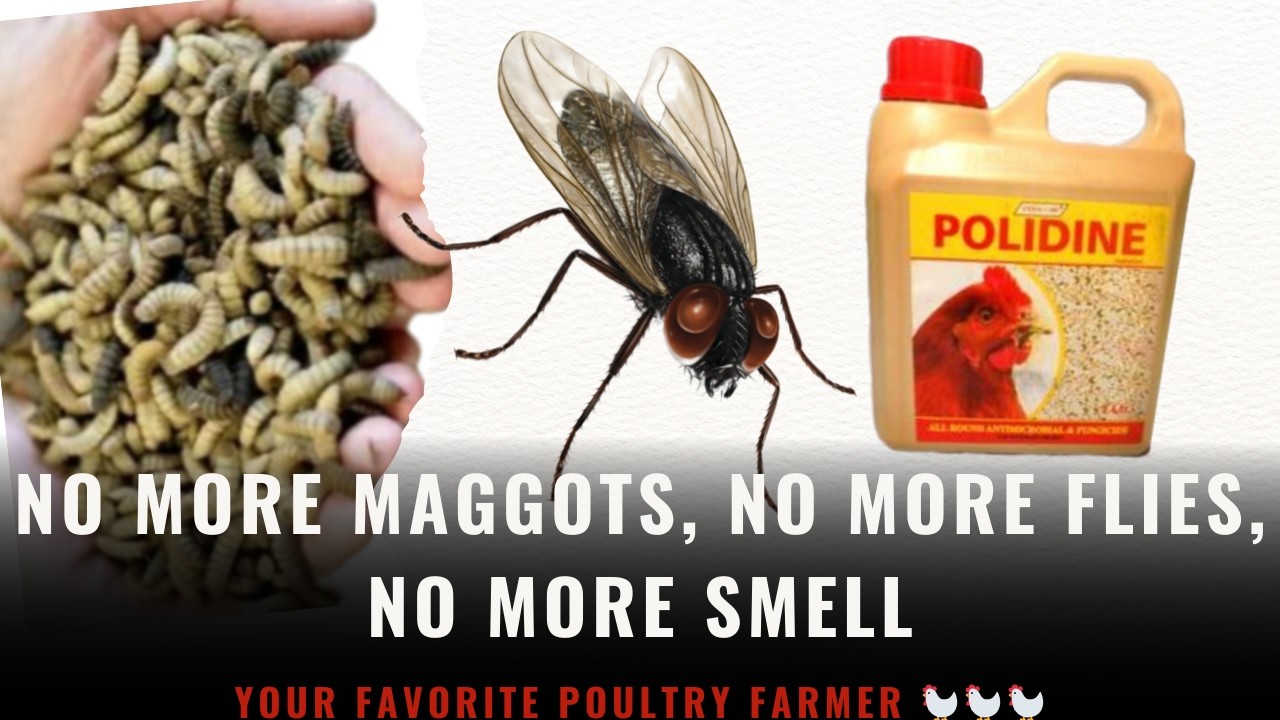 How I Controlled Maggots, Flies and Bad Smells in my Poultry Farm Using Polidine Disinfectant.