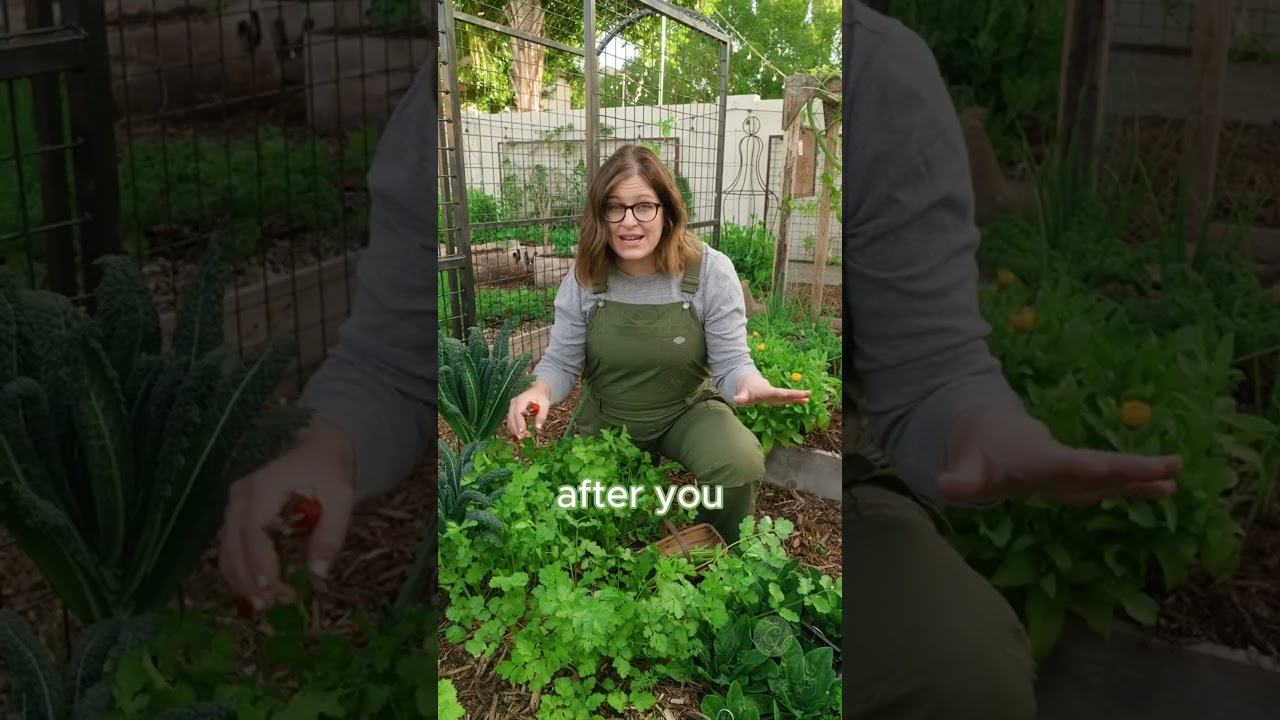 How to Harvest Cilantro #harvesting #cilantro