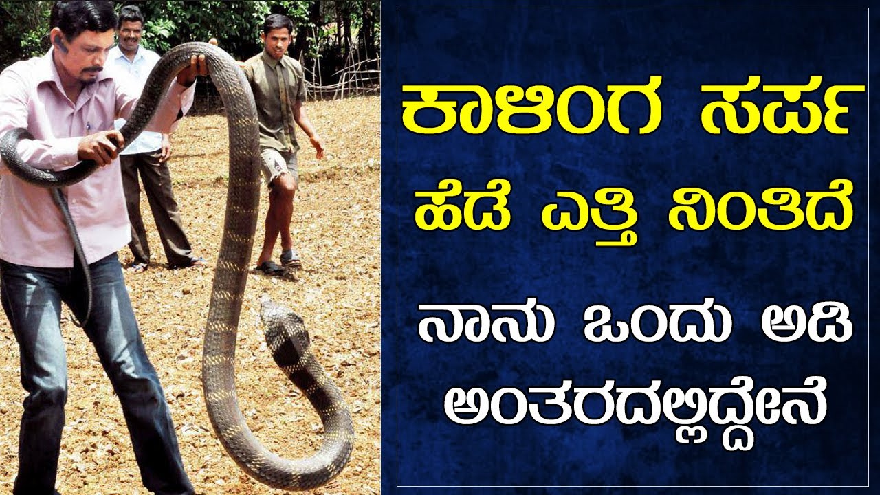 ಸಾಧನೆ ಹೇಳುತ್ತಿದೆ ಕಾಳಿಂಗ ಸರ್ಪ ಹಿಡಿ ಎಂದು,  ಸಾವು ಹೇಳುತ್ತಿದೆ ಬೇಡ| Gururaj sanil interview part 4