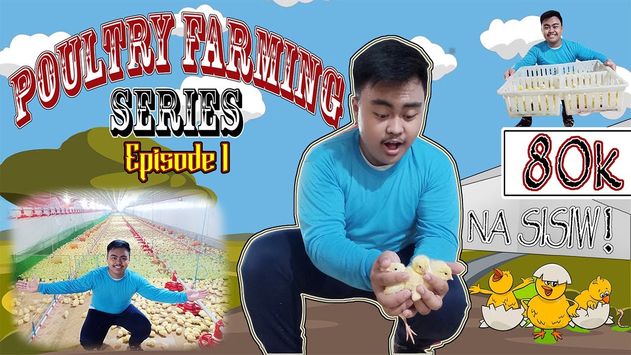 HOW to LOAD 80K Chicks in a Tunnel Vent Broiler House | BROODING STAGE | Poultry Farming Series Ep.1