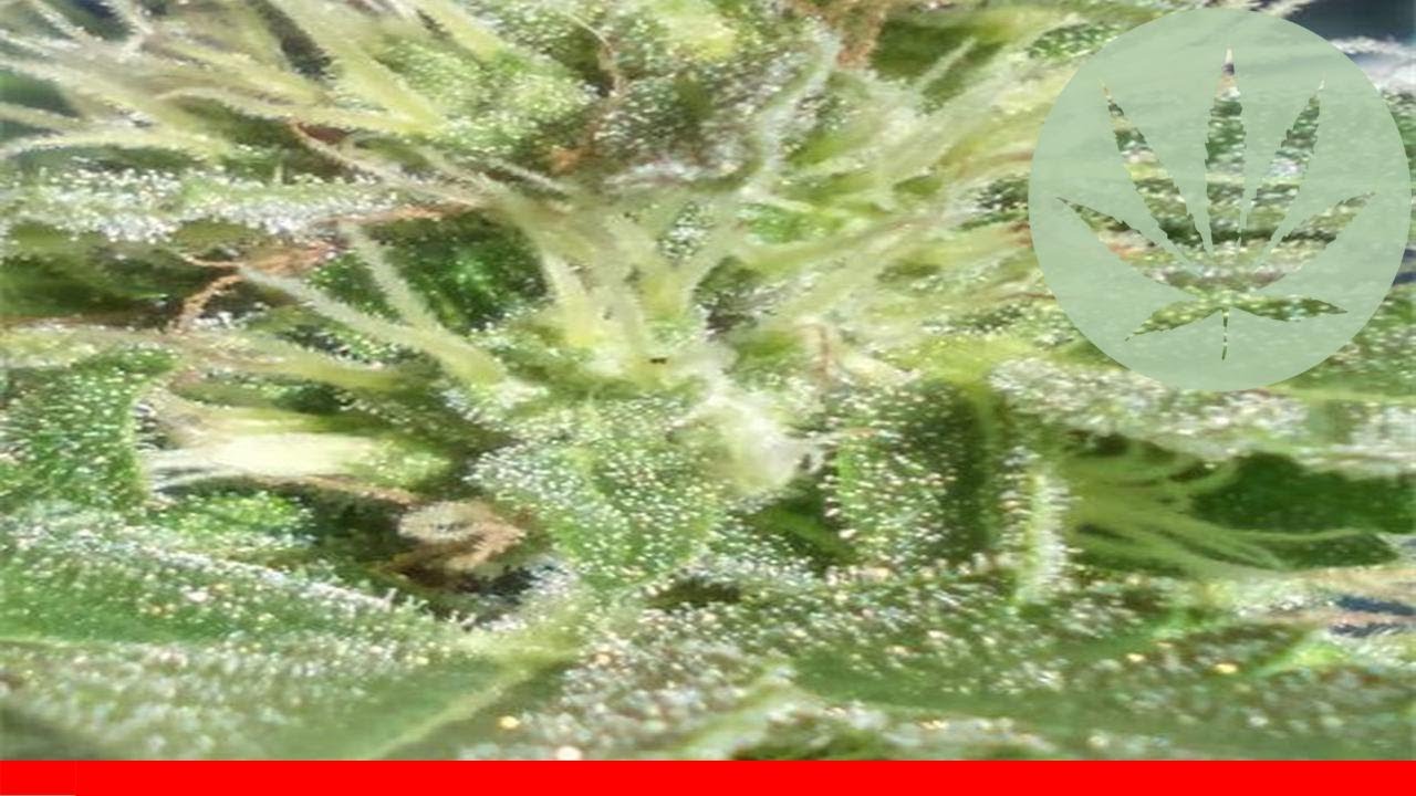 Pure Kush - All About This Strain