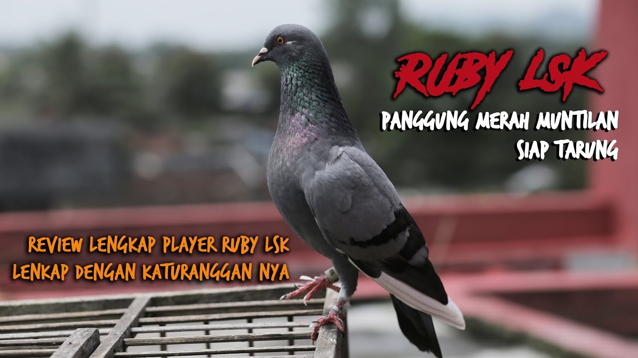 PLAYER RUBY LSK ( PANGGUNG MERAH ) SIAP TEMPUR DI PANGGUNG KARANG WATU MUNTILAN