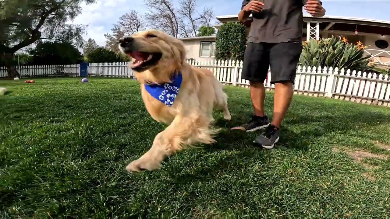 Sallah is magnificent beautiful golden retriever in training.
