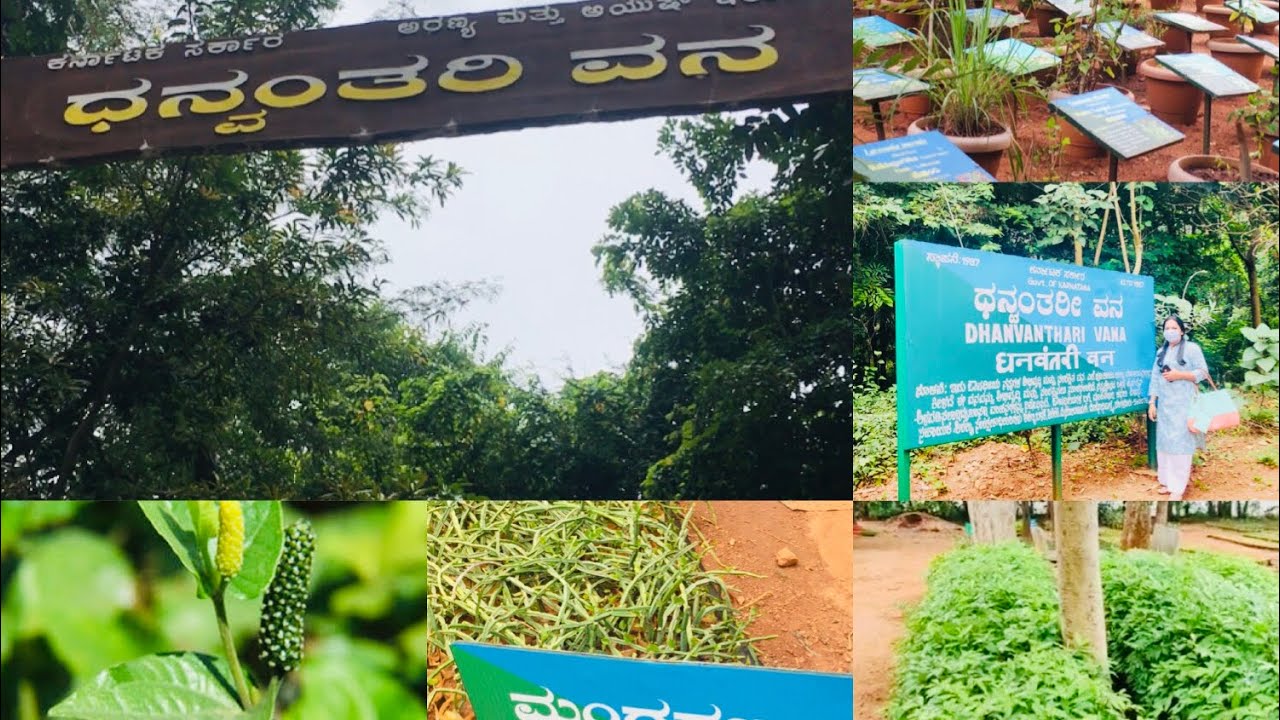 ಬನ್ನಿ ಧನ್ವಂತರಿ ವನಕ್ಕೆ ಒಮ್ಮೆ ಹೋಗಿ ಬರೋಣ/ ಅತಿ ಕಡಿಮೆ ದರದಲ್ಲಿ ಗಿಡಗಳು/ಬೇರೆ ಎಲ್ಲೂ ಸಿಗಲ್ಲ