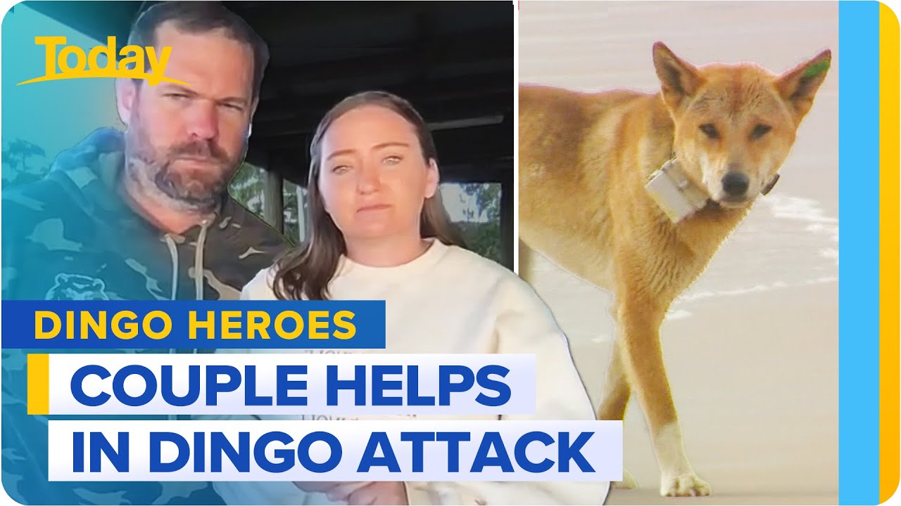 Couple risk their lives to save woman from dingo attack on K’gari | Today Show Australia