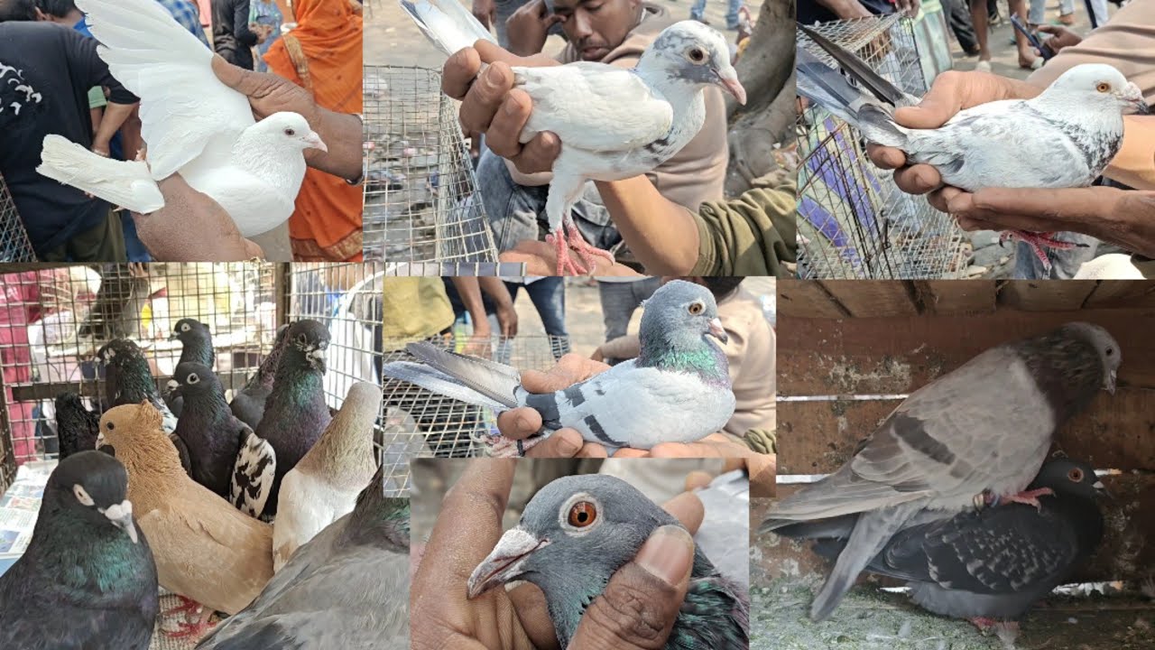 Kolkata Pigeon Market video ||  galiff street pigeon market kolkata 