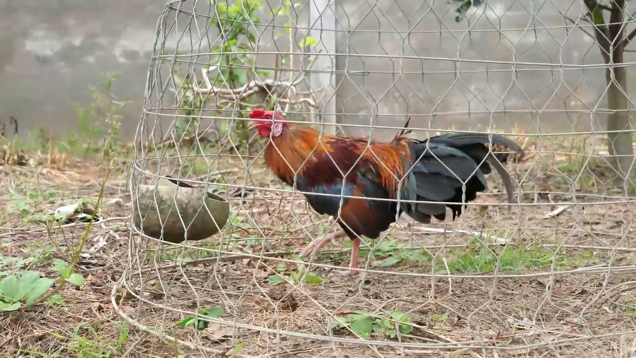 NERF GUN CHICKEN BBQ BATTLE 6