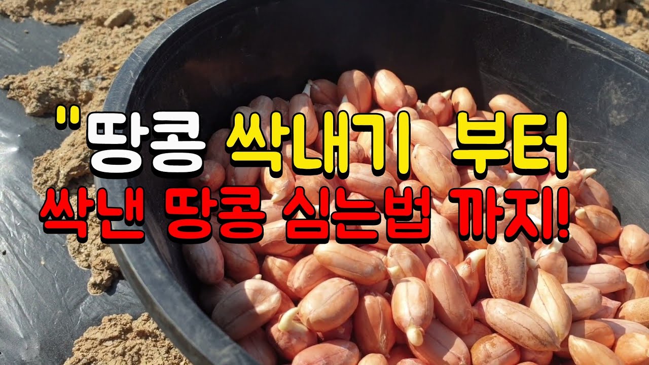땅콩 싹 틔우는 법🥜싹낸 땅콩 심는 요령🥜 땅콩 파종시기 방법 🥜땅콩심는시기🥜 땅콩 유근 내는법