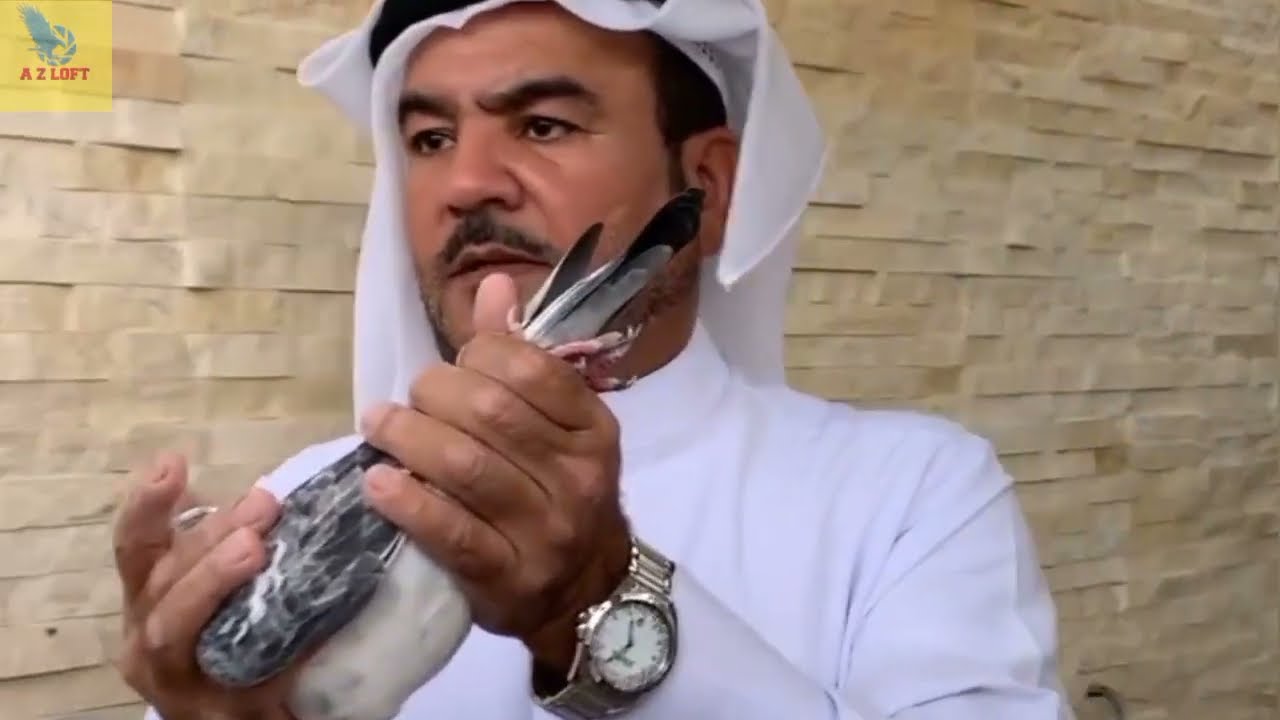 visit Dubai the champion pigeons Barsha Loft dubai