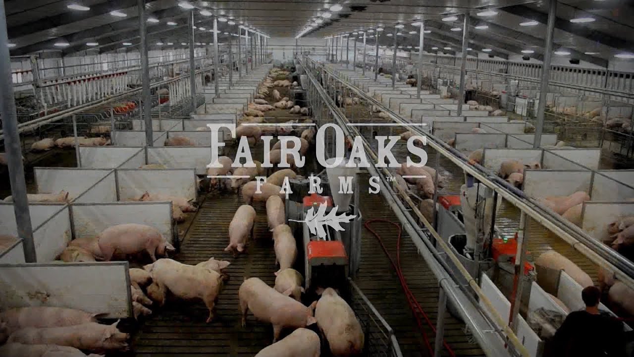 SCHAUER Agrotronic Equipment - Pig Adventure, Fair Oaks Farm
