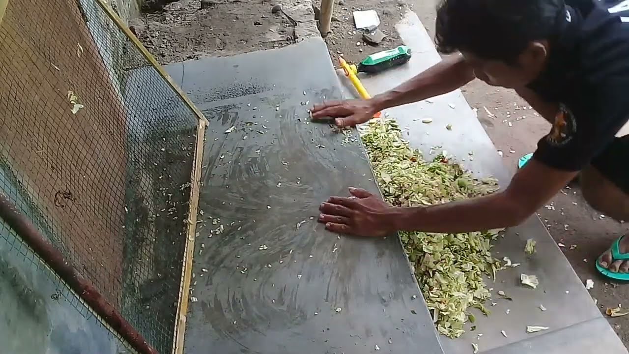 Cara fermentasi sayuran | Untuk pakan  Maggot BSF