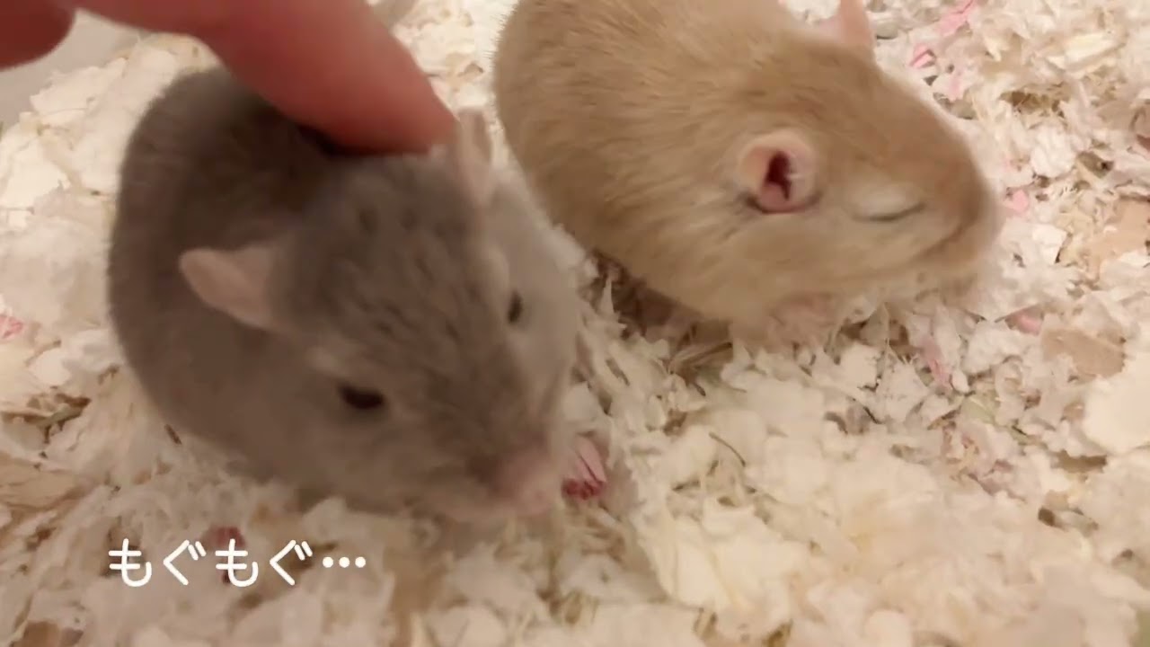 【お迎えから2ヶ月】すなねずみとふれあい？｜おやつでお近づき作戦