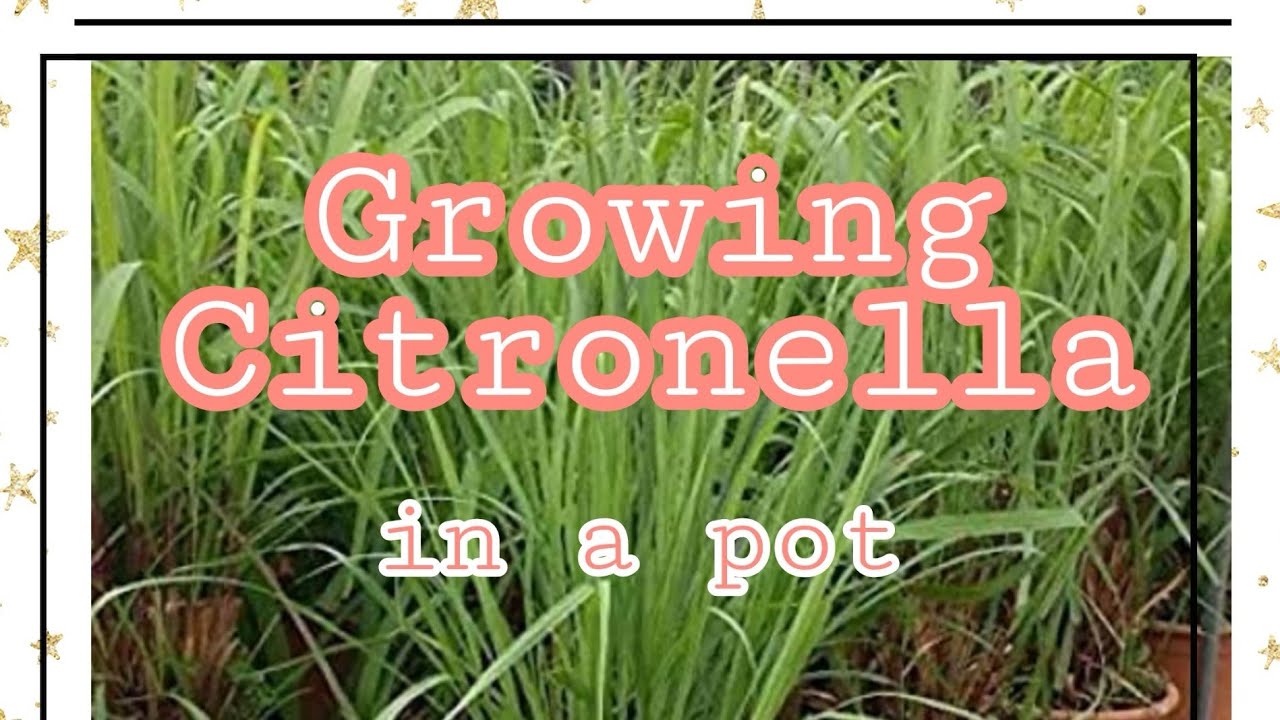 Growing Citronella in a Pot