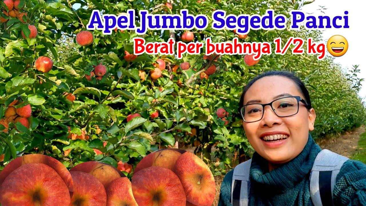 HARVESTING APPLE IN FARM | PANEN APEL MERAH HANYA YANG SUPER JUMBO DI BELGIA