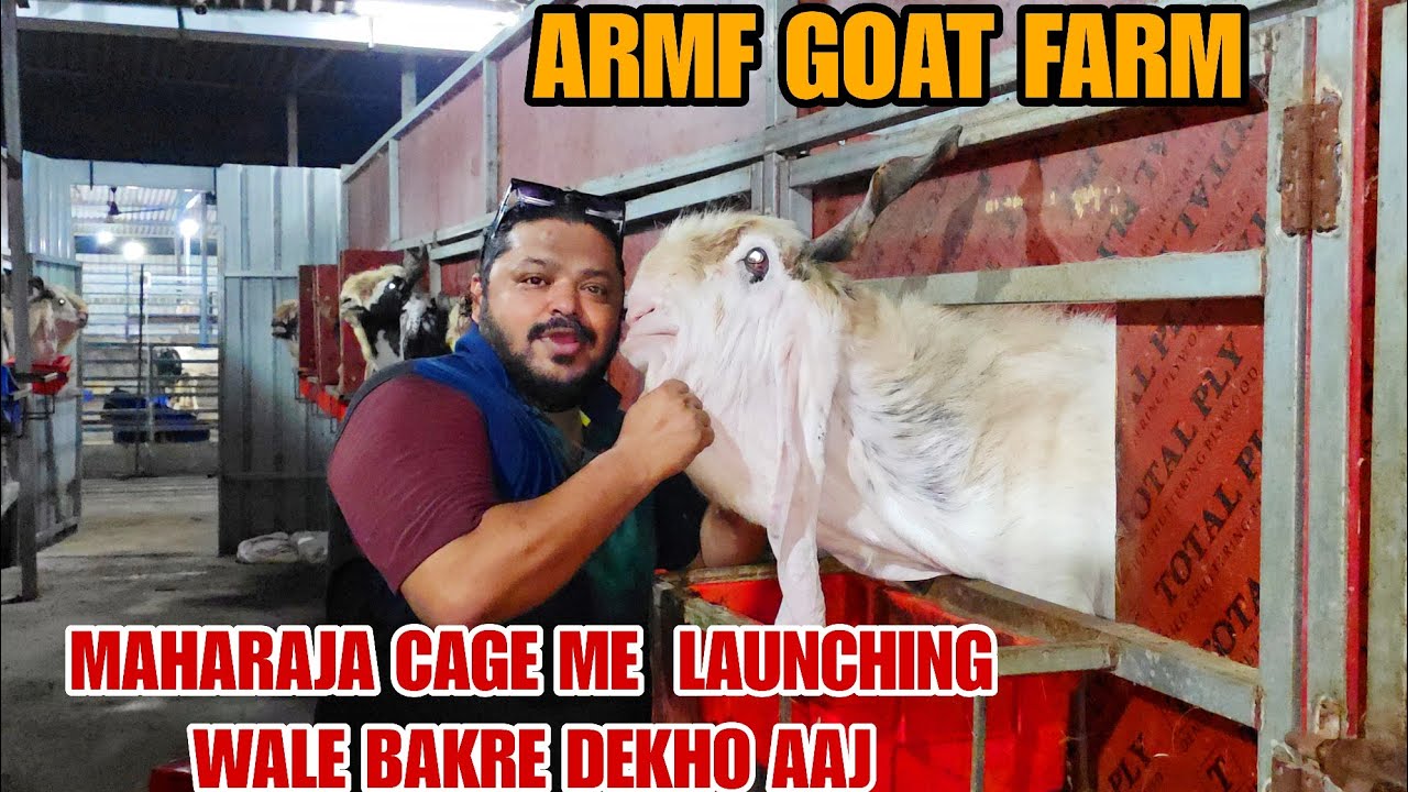 Armf Goat Farm Maharaja Cage Saction Full Tour With Rehman Bhai Bhiwandi Mahapoli