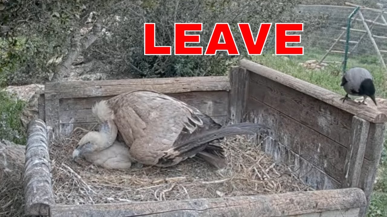 🦅 Griffon Vulture Mom Chases Away Hooded Crow