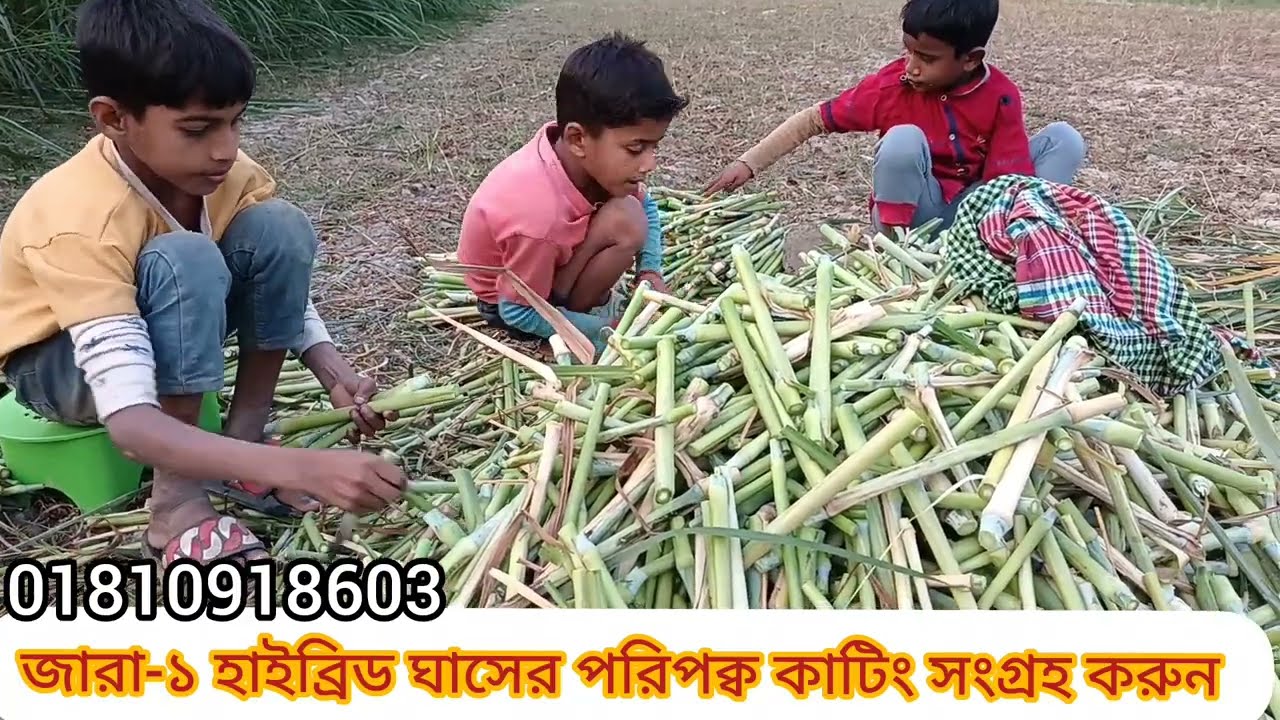 ২০২৬ সালের জন্য সেরা উপহার!!  জারা-১ হাইব্রিড ঘাস!!  ঊচ্ছ ফলনশীল হাইপ্রোটিন সম্বৃদ্ধ!! Jara grass!!