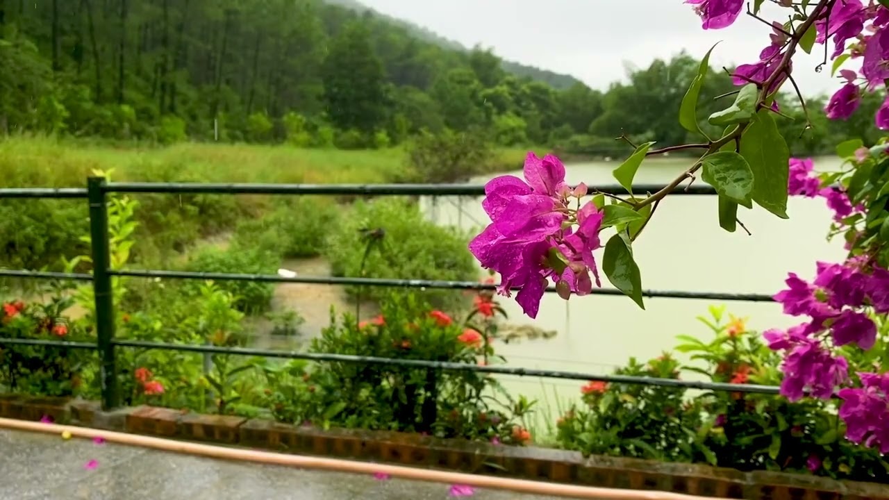 호숫가 꽃길에 내리는 빗소리 🌧️ 마음 안정 깊은 수면 유도 스트레스 완화 공부 집중 자연 힐링 ASMR