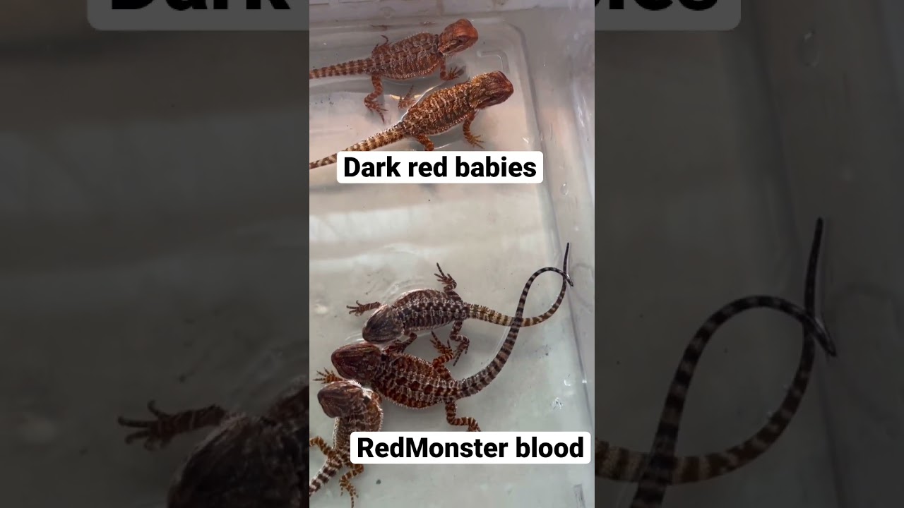 Baby pogona vitticeps bearded dragon