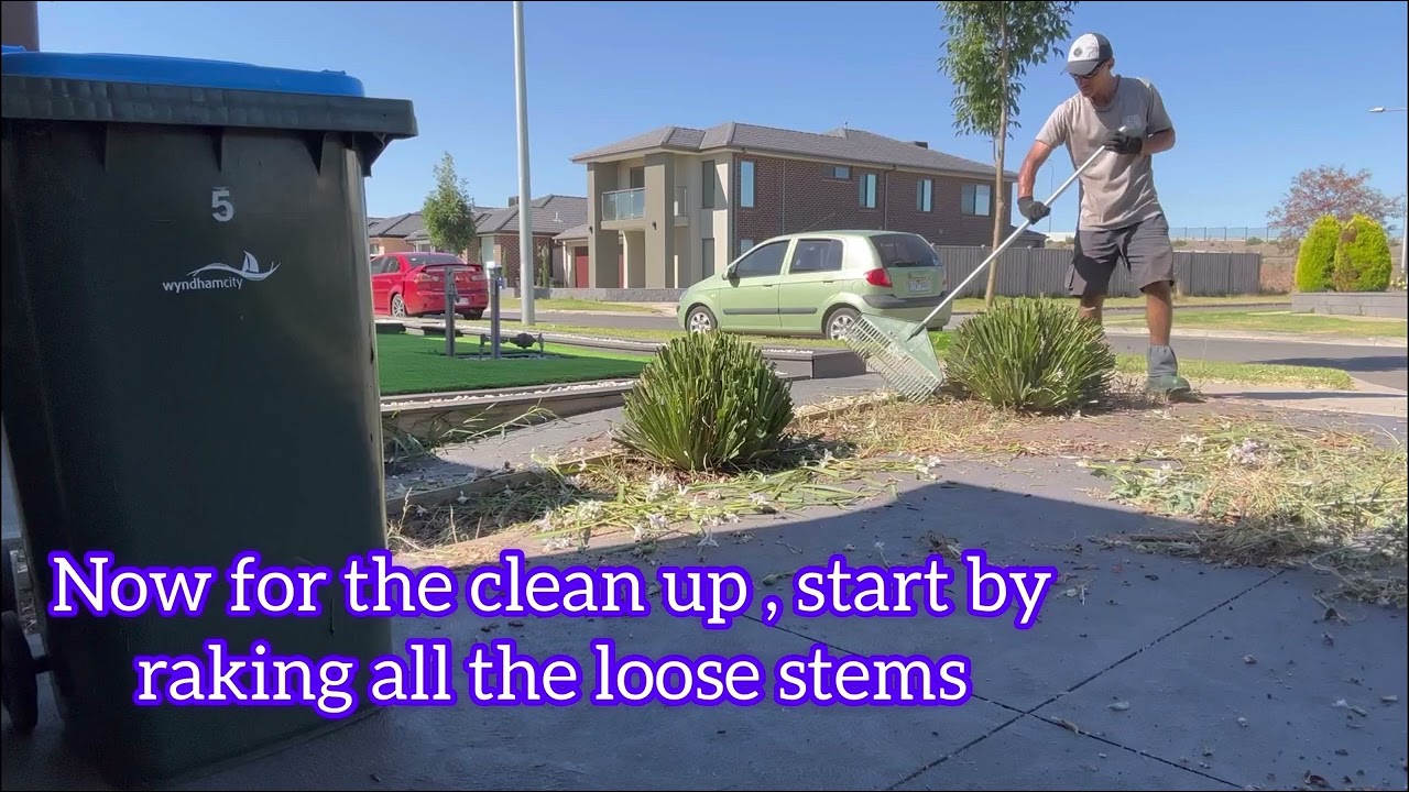 Trimming Wild Iris Plant 🌸 - watch and save yourself $150