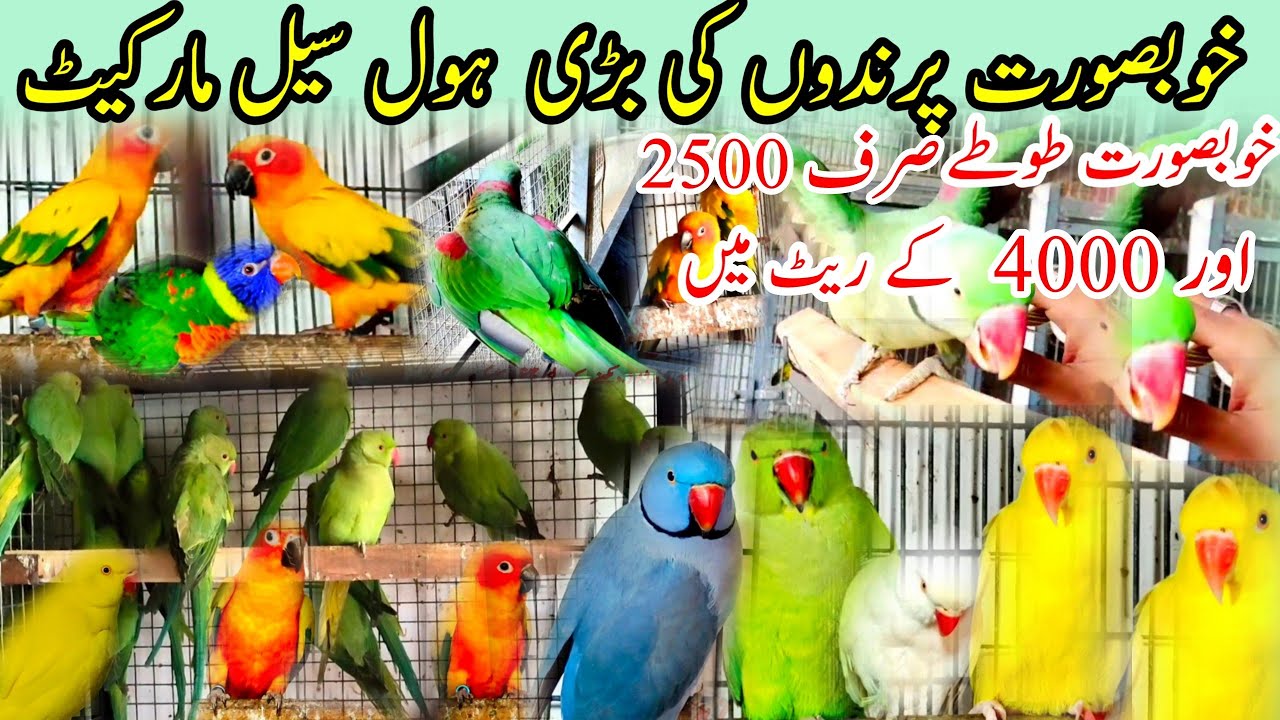 talking parrot Market| Ringneck Parrot rate Pakistan 2023| Yellow alexander, exotic,Rozela,Kackatoca