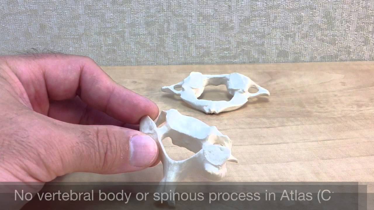 The Vertebral Column: Cervical Vertebrae