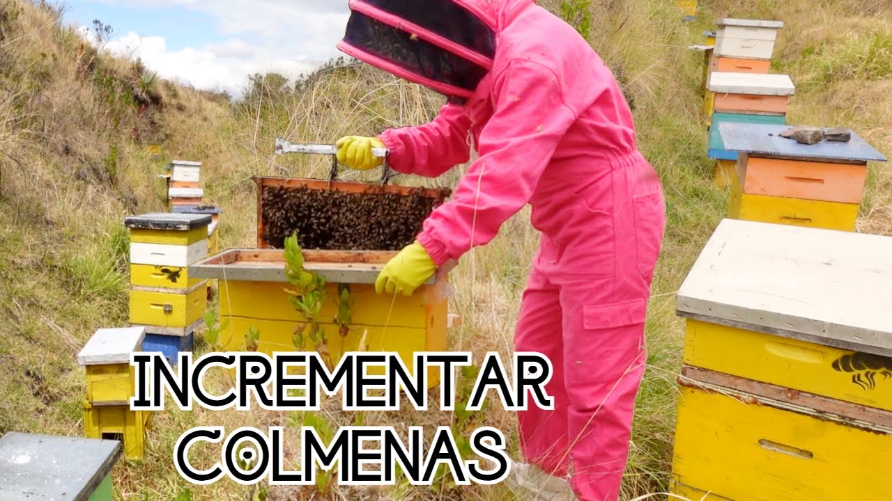 La mejor época para dividir colmenas (The best time to divide hives)