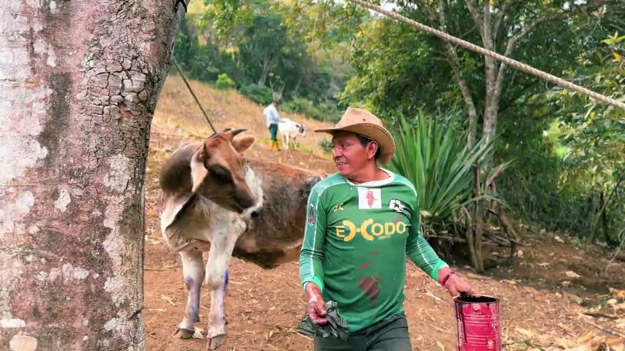 Les voy a enseñar como curar las garrapatas y los tupes de las vacas que están preñadas